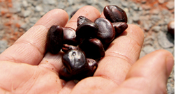 Tamarind powder to treat wastewater  