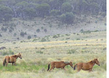 Australia orders to cull wild horses  