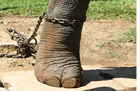 Census on captive elephants  