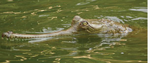 Endangered gharials die mysterious death  