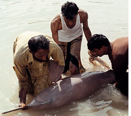 Indus dolphin in Punjab  