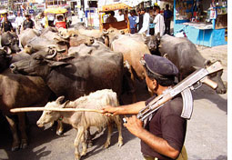 Toxic feed turns cattle killer in Sindh  