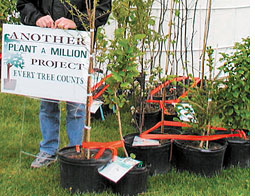 Trees are not very effective carbon sinks  