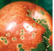 Local apples fight scab better  