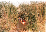 Invasive weeds threaten Nigeria  