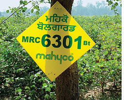 MAHYCO refuses to share safety data on GM crops  