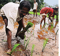 Paddy cultivation reduces global warming