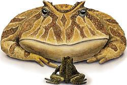 Giant frog links South America, Madagascar  