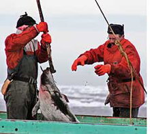 Seal hunt kicks off amid protests  