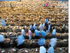 tobacco sales in malawi