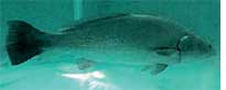 River diversion affects fish growth  