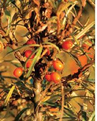 Sea buckthorn leaves can cure liver ailments
