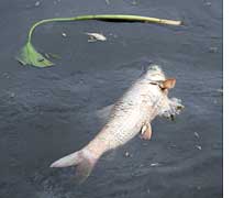 Fishy deaths