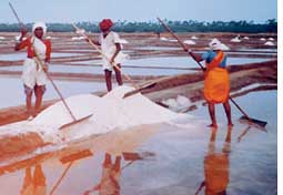 Salt farmers