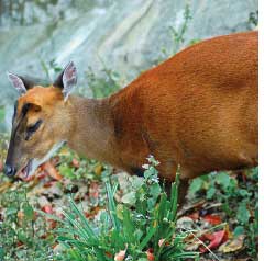 Vanishing deer