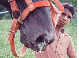 Horse flu spreads in India