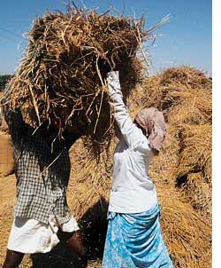 Paddy sells cheap in Kerala