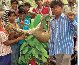 Tribals celebrate Sendra