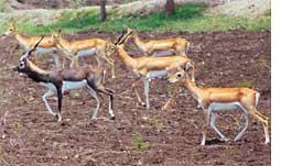 Operation ambush blackbuck 