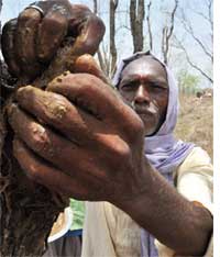 Touch that heals trees