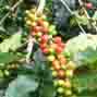 Reducing hazardous pesticide practice in coffee supply chains
