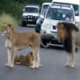 Humancarnivore coexistence on communal land bordering the Greater Kruger Area, South Africa