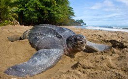 Species and climate change: More than just the Polar Bear