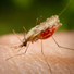 World Malaria Report 2009