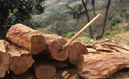 Global Forest Resources Assessment 2010: key findings