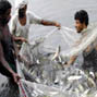 Fisheries and aquaculture in a changing climate