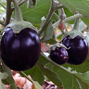 Report of the expert committee (EC-II) on Bt brinjal event EE-1