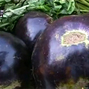 Report of the national consultations on Bt-Brinjal