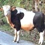 Dog and bull: An investigation into carnivore-human conflict in and around Itanagar Wildlife Sanctuary, Arunachal Pradesh