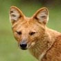 Livestock-Dhole conflict in western Bhutan