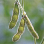 GM food safety assessment: tools for trainers
