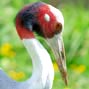 Conservation of the vulnerable sarus crane Grus antigone antigone in Kota, Rajasthan