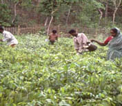 Evolving an effective management information system to monitor co-management of forests