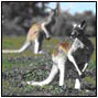 Native wildlife on rangelands to minimize methane and produce lower-emission meat: kangaroos versus livestock