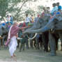 Healing touch: Health and management of captive elephants at Kaziranga Elephant festivals