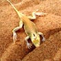 The potential for behavioral thermoregulation to buffer cold-blooded animals against climate warming