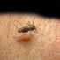 World malaria report 2008