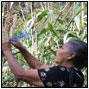 Farmers and sorghum in Nicaragua's northern region