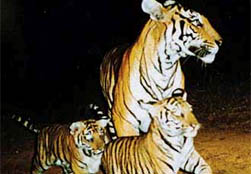 Saving tigers now: A prognosis for tigers in eight priority landscapes