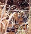 Report on impact of tourism on tigers and other wildlife in Corbett Tiger Reserve