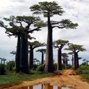 Conversion: the immutable link between forestry and development