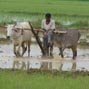 Impact of global climate change on agriculture and allied sectors in India: Standing Committee on Agriculture (2008-09)