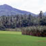 Are forests always a good thing?  Understanding the linkages among forests , watersheds & agriculture in the Western Ghats 