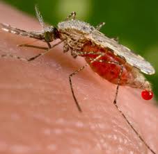 World malaria report 2010