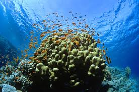 Reefs at risk revisited