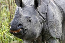 African and Asian Rhinoceroses: status, conservation and trade